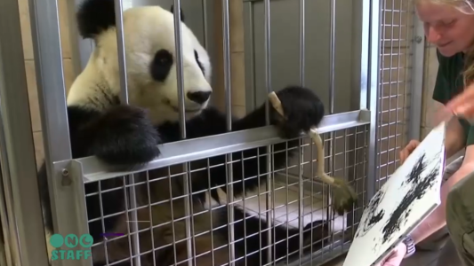 Muy groso: un panda que pinta cuadros