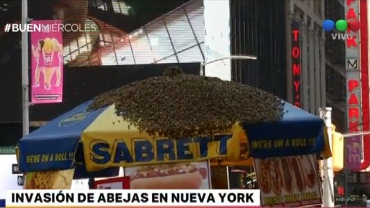 Invasión de abejas en Nueva York