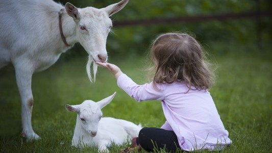 Estudio científico: las cabras reconocen a personas felices y prefieren estar con ellas