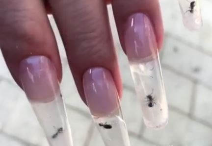 Un salón de belleza coloca uñas acrílicas con hormigas vivas
