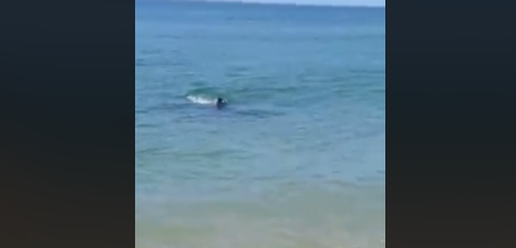 Pánico en Estados Unidos: un tiburón apareció en una playa