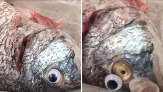 Insólito: vendían pescados con ojos falsos para ocultar su mal estado