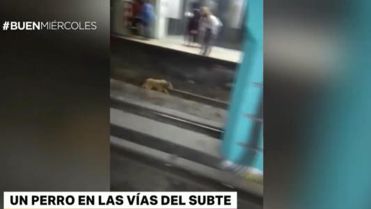 Un perro se metió en las vías y paró el subte