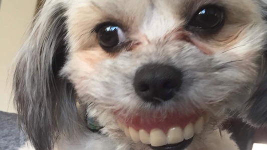 El mejor viral del mundo: su perra se robó una dentadura postiza y posó para las fotos