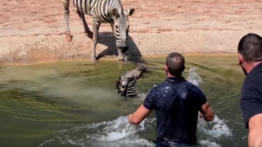 Emocionante video: cuidadores de un zoológico salvaron a una cebra recién nacida de morir ahogada
