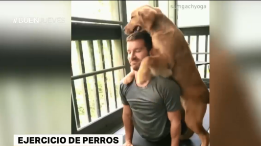 Virales para morir de amor: perros que entrenan con sus dueños