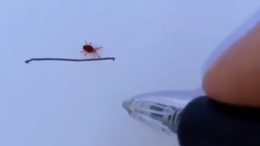 El viral del momento: la lapicera mágica que detiene a los bichos