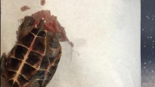 Sorpresa en España: una mujer fue al hospital y le hallaron una tortuga muerta en la vagina