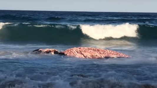 El enorme tiburón que llegó hasta la orilla del mar para devorarse a una ballena varada