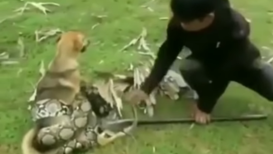 Viral desesperante: tres nenes salvaron a su perro de morir asfixiado por una serpiente