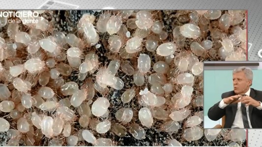 Alergias: la pesadilla de la primavera