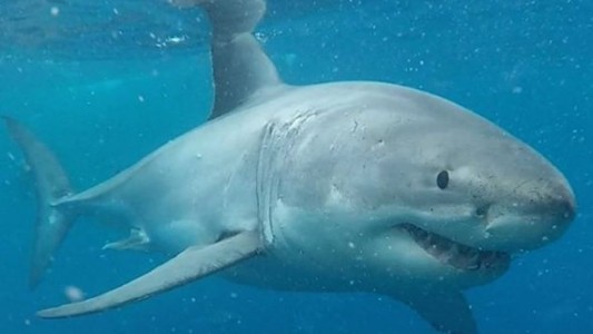 La escalofriante foto del "tiburón guasón" que conmocionó a todos en las redes sociales