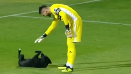 Viral tierno: un perro se coló en una cancha en pleno partido y no hubo forma de sacarlo