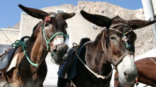 Grecia: prohíben que los turistas obesos se suban a los burros de la isla de Santorini