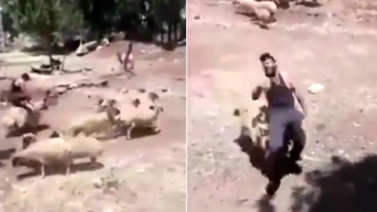 Karma instantáneo: el peligro de montar una oveja