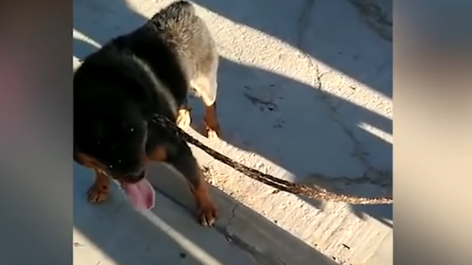 Video: indignación en Jujuy con un hombre que arrastraba a su perro atado a una moto