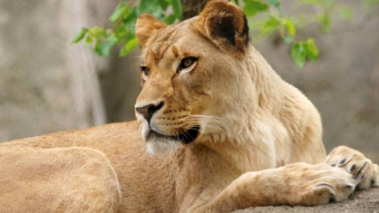 Una leona mató al padre de sus tres crías en un zoo de Indianápolis
