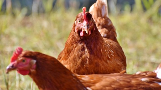 El extraño huevo que puso una gallina y se volvió viral en Instagram