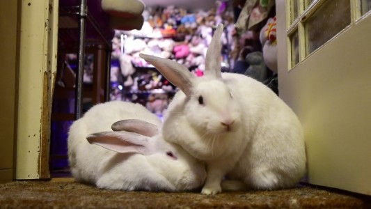 Buscan a un asesino serial de conejos domésticos: "Está creando una verdadera psicosis"