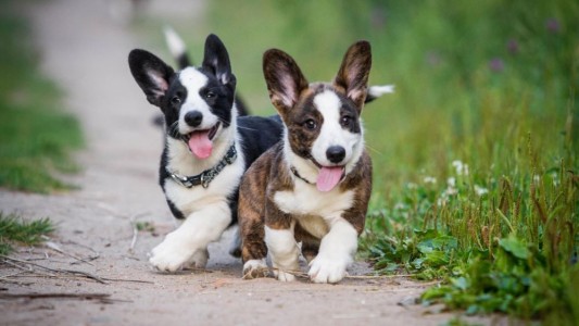 ¿El mejor trabajo del mundo? $3.800 por hora para jugar con cachorritos