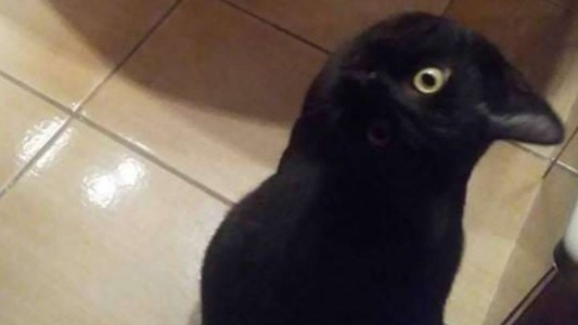 ¿Gato o cuervo?: la ilusión óptica que obsesiona a todos en las redes