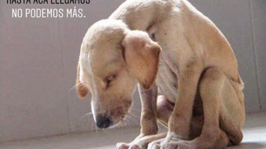 El pedido desesperado de un refugio de animales que debe 70 mil pesos y no puede seguir ayudando