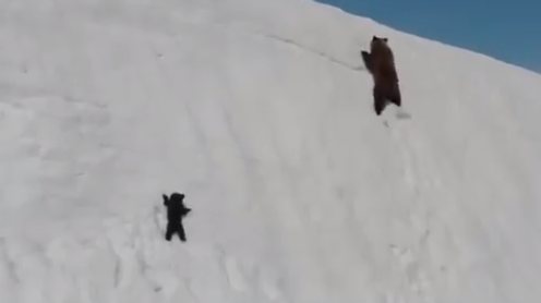 Pura garra: el oso bebé que da una gran lección a todos en las redes