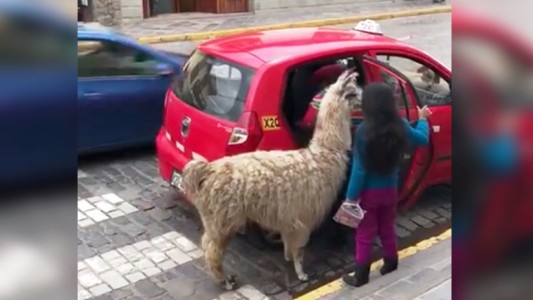 Video viral: la llama que anda en taxi en Perú