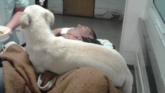 Viral: el perro que persiguió la ambulancia que trasladaba a su dueño hasta el hospital