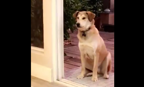 Ternura total: el perro que espera sentado hasta que le abren una puerta invisible