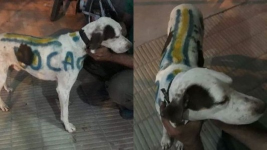Bronca en las redes sociales por un hombre que pintó a su perro con los colores de Boca