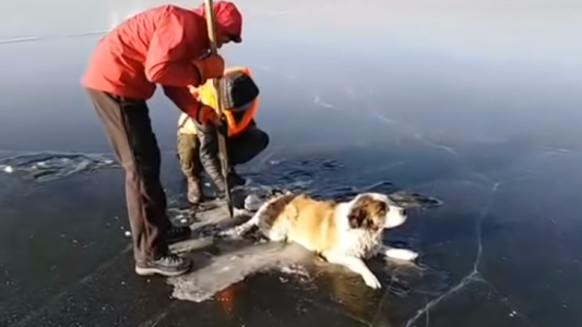 Video: así rescataron a un perro que quedó atrapado en un lago congelado en Rusia