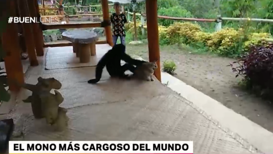 El mono más cargoso del mundo