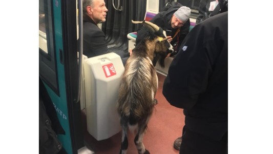 Robó una cabra, escapó en subte y lo arrestaron