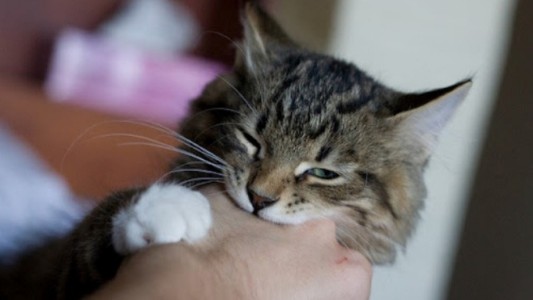 Vacaciones mortales: lo mordió un gato y falleció