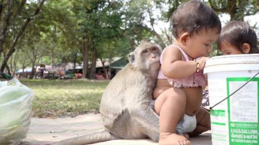 Tras entrar a una casa, un mono se llevó a un bebé que era amamantado por su madre: el nene murió