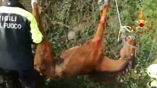 Rescate en el cementerio