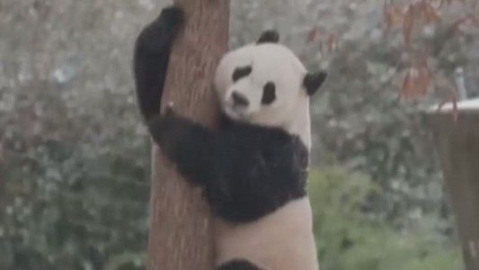 La cara mas tierna de la nevada