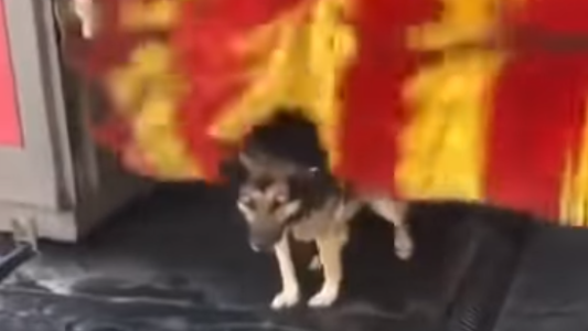 Viral tierno: el perro que se baña en una máquina lava autos