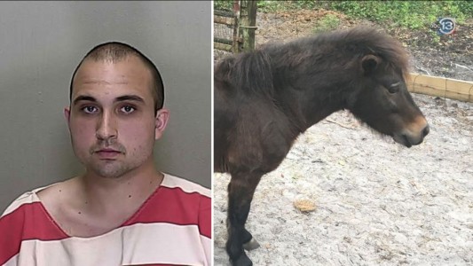 Estados Unidos: un hombre, preso por tener sexo con un pony