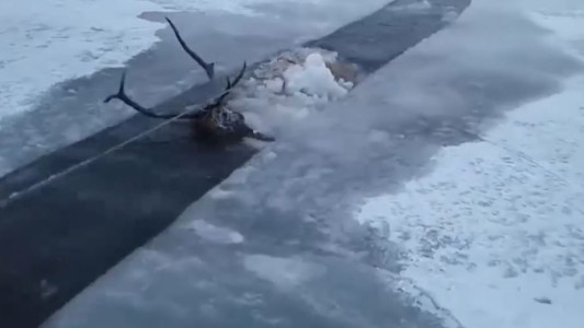 Estremecedor rescate de un ciervo en Siberia