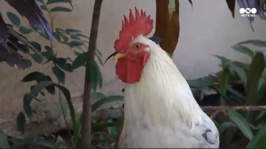 Un gallo en la comisaría