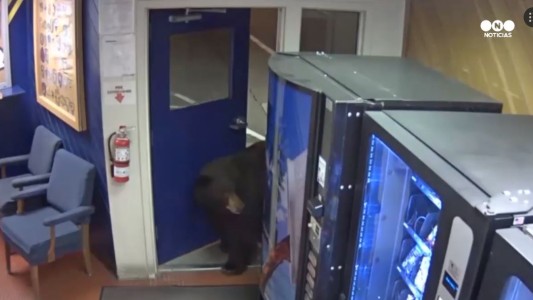 Insólito: un oso entró en una comisaría ... y nadie lo detuvo