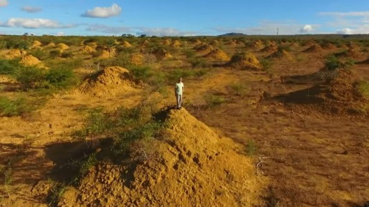 Video: hallaron una ciudad subterránea de termitas con el tamaño de Gran Bretaña
