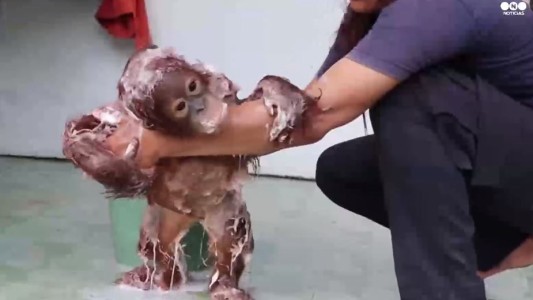 Tiernas imágenes del baño de un orangután bebé