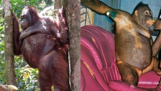 La historia de Pony, la orangután a la que maquillaban y prostituían en Tailandia