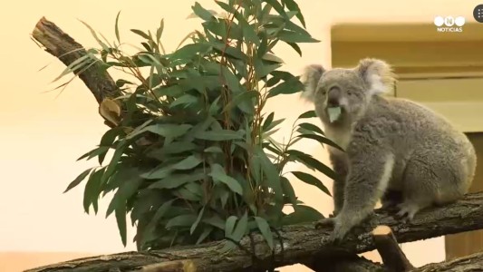 Bunji, la nueva integrante del zoo de Viena