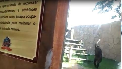 Un mono se divierte arrojando sus heces al público de un zoo brasileño