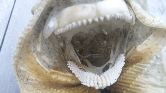 Apareció otro asqueroso "monstruo marino" en una playa neozelandeza