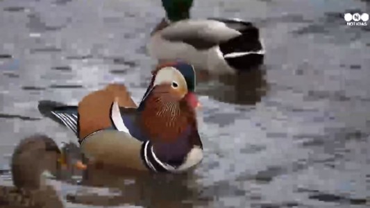 El pato más famoso del Central Park